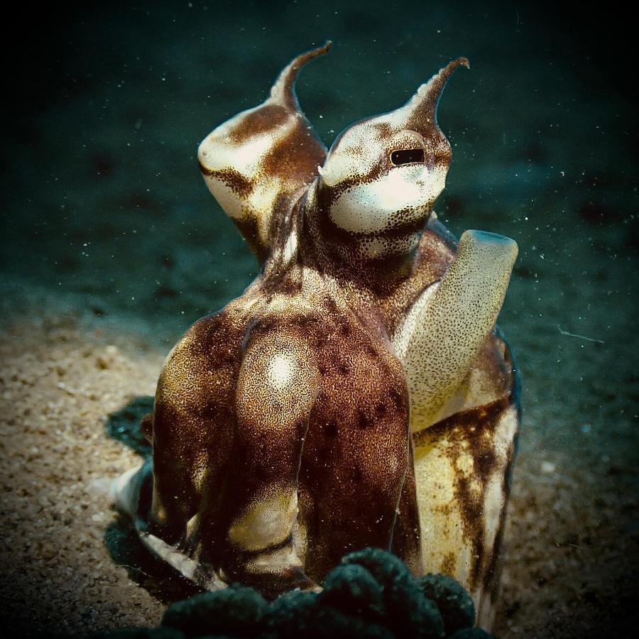 Отель Happy Dive Retreat Fka Ankermi Happy Dive Hitokalak Экстерьер фото