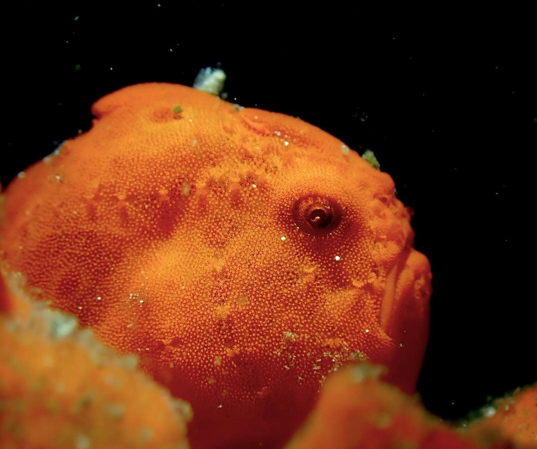 Отель Happy Dive Retreat Fka Ankermi Happy Dive Hitokalak Экстерьер фото