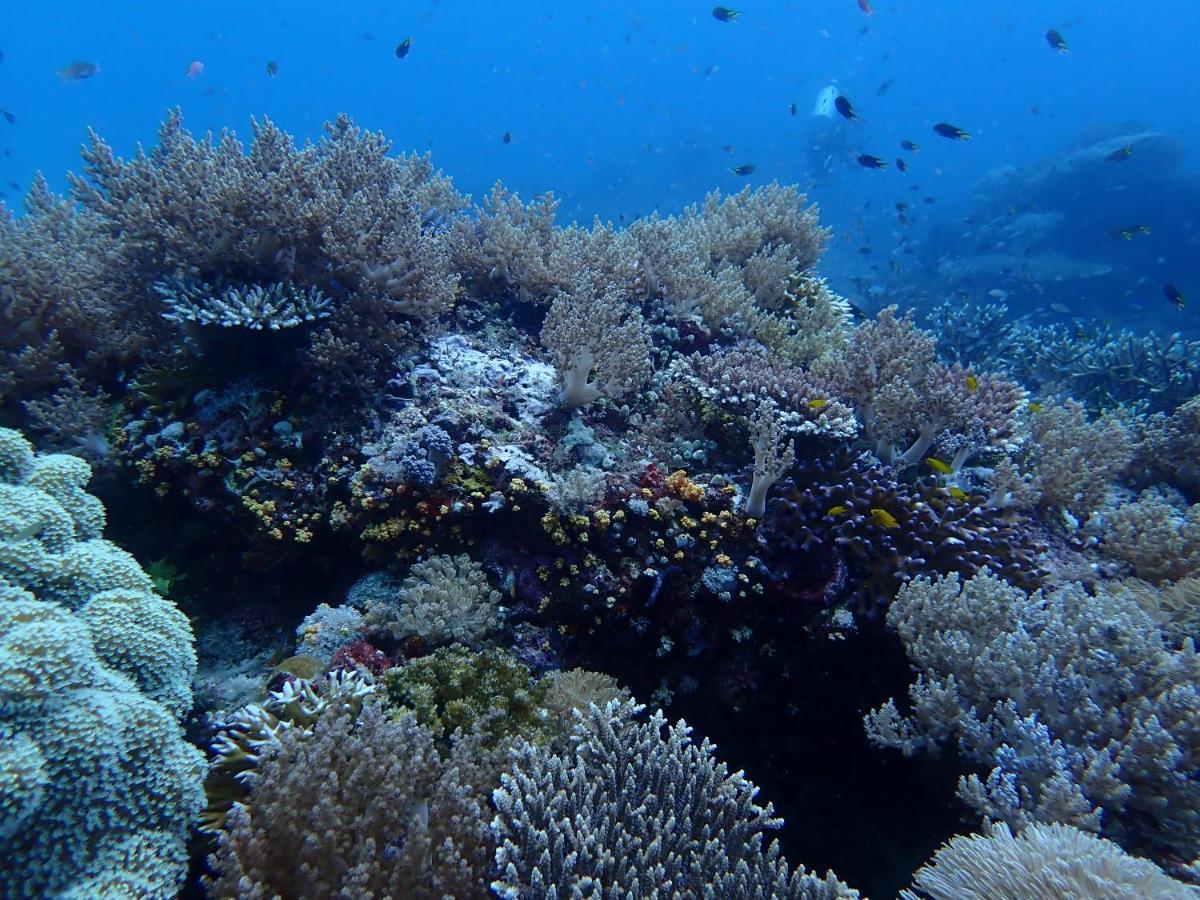 Отель Happy Dive Retreat Fka Ankermi Happy Dive Hitokalak Экстерьер фото
