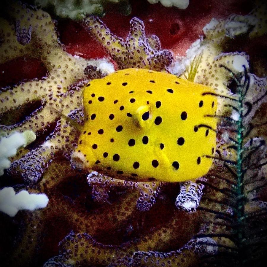 Отель Happy Dive Retreat Fka Ankermi Happy Dive Hitokalak Экстерьер фото